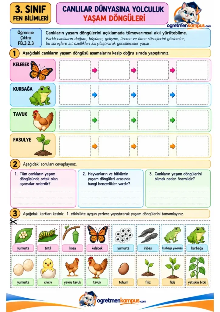 3. Sınıf Fen Bilimleri Yaşam Döngüleri Etkinliği